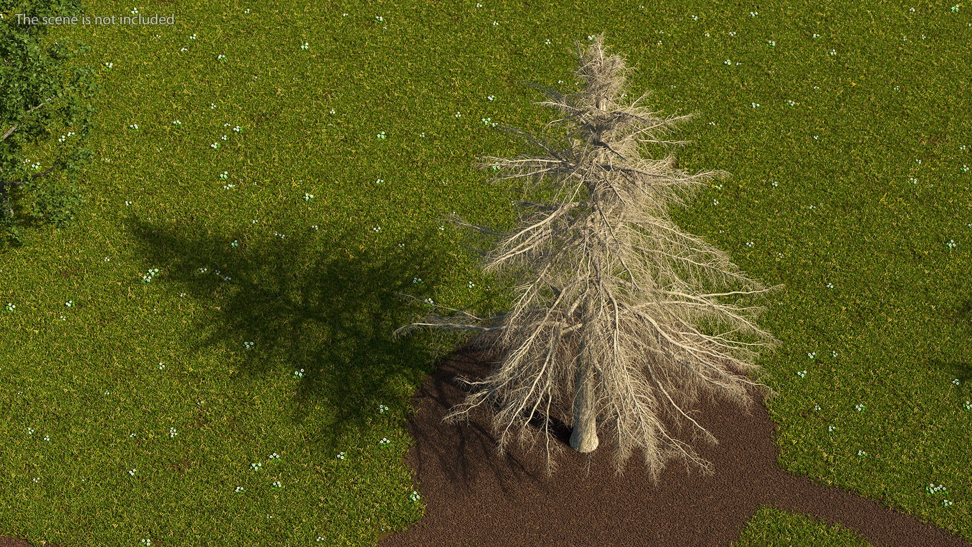 3D Cedrus Libani Trunk https://p.turbosquid.com/ts-thumb/uJ/hLHtr4/Ep/cedruslibanitrunkc4dmodel003/jpg/1631686633/1920x1080/fit_q87/0d7acc1d2c92d7067d1142f1cc9f6e5442ab48a5/cedruslibanitrunkc4dmodel003.jpg
