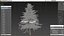 Cedrus Libani Trunk
