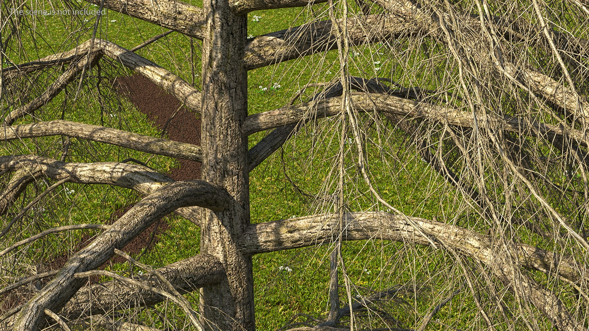 3D Cedrus Libani Trunk https://p.turbosquid.com/ts-thumb/uJ/hLHtr4/Io/cedruslibanitrunkc4dmodel006/jpg/1631686653/1920x1080/fit_q87/abccb887d40f29507d932ae60b90e118ebaa66ce/cedruslibanitrunkc4dmodel006.jpg