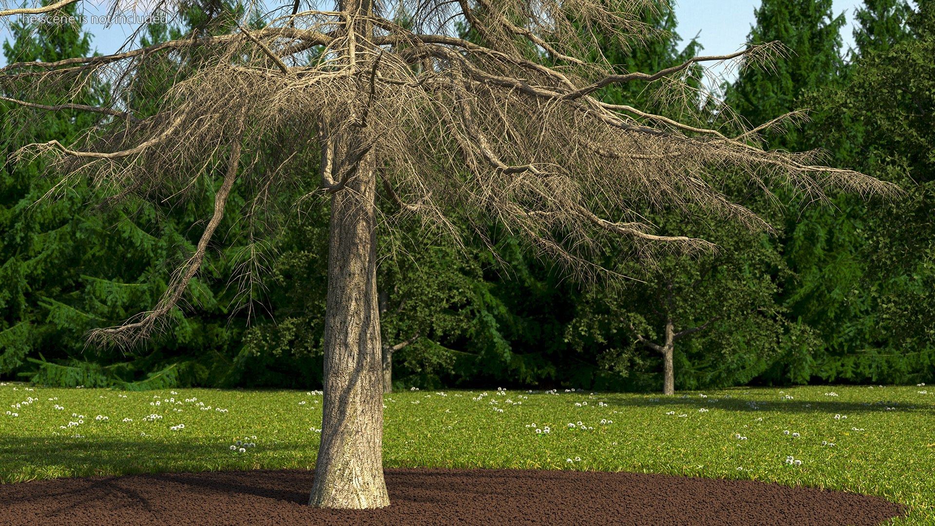 3D Cedrus Libani Trunk https://p.turbosquid.com/ts-thumb/uJ/hLHtr4/JP/cedruslibanitrunkc4dmodel005/jpg/1631686645/1920x1080/fit_q87/3386b7b173131037fa3c6527de6a07dc89beab9a/cedruslibanitrunkc4dmodel005.jpg
