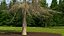 Cedrus Libani Trunk