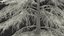 Cedrus Libani Trunk