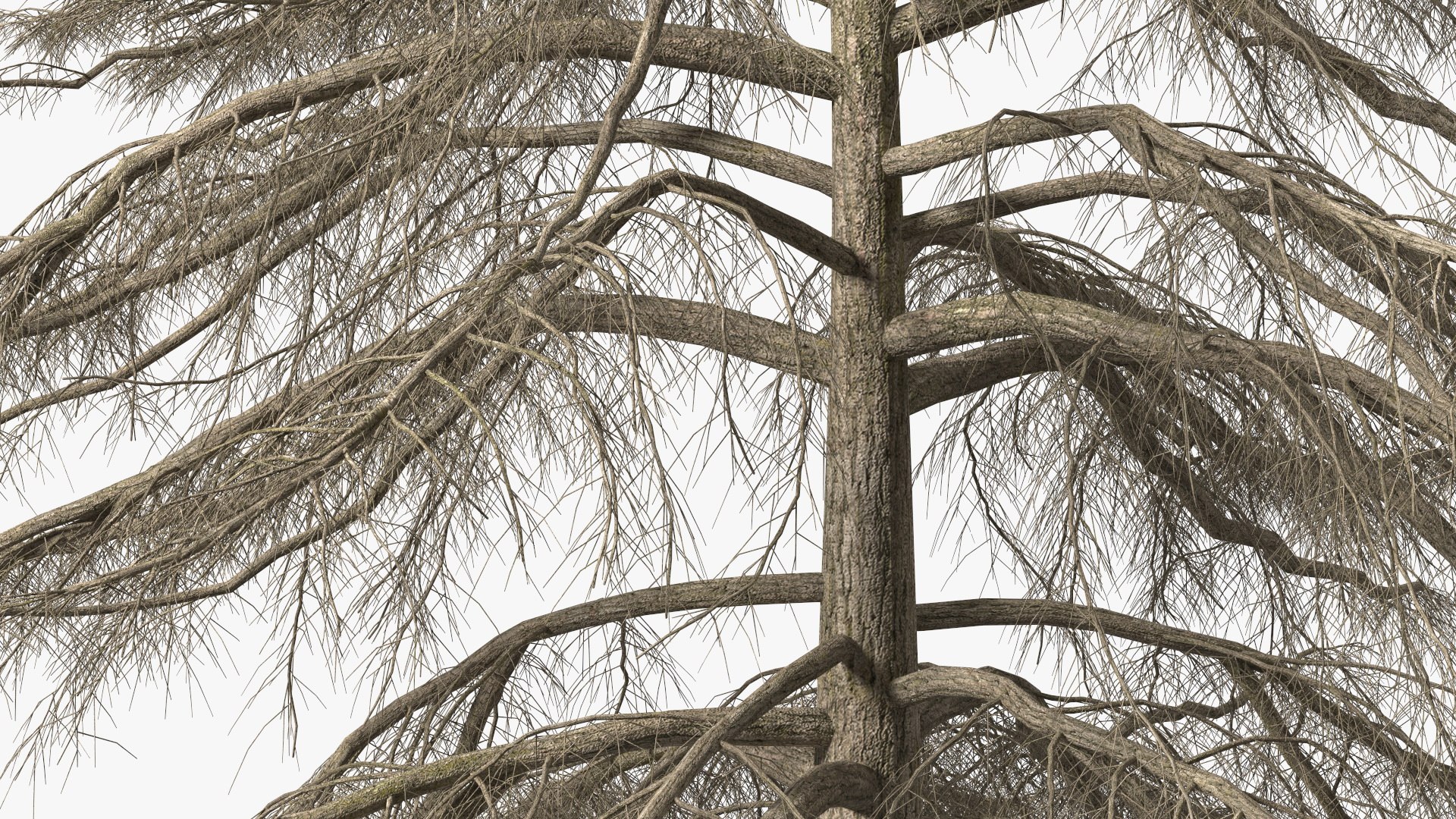 3D Cedrus Libani Trunk https://p.turbosquid.com/ts-thumb/uJ/hLHtr4/WN/cedruslibanitrunkc4dmodel011/jpg/1631686671/1920x1080/fit_q87/9d22d723015c8fc92a6d827f2a91228c8f260610/cedruslibanitrunkc4dmodel011.jpg