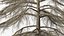 Cedrus Libani Trunk