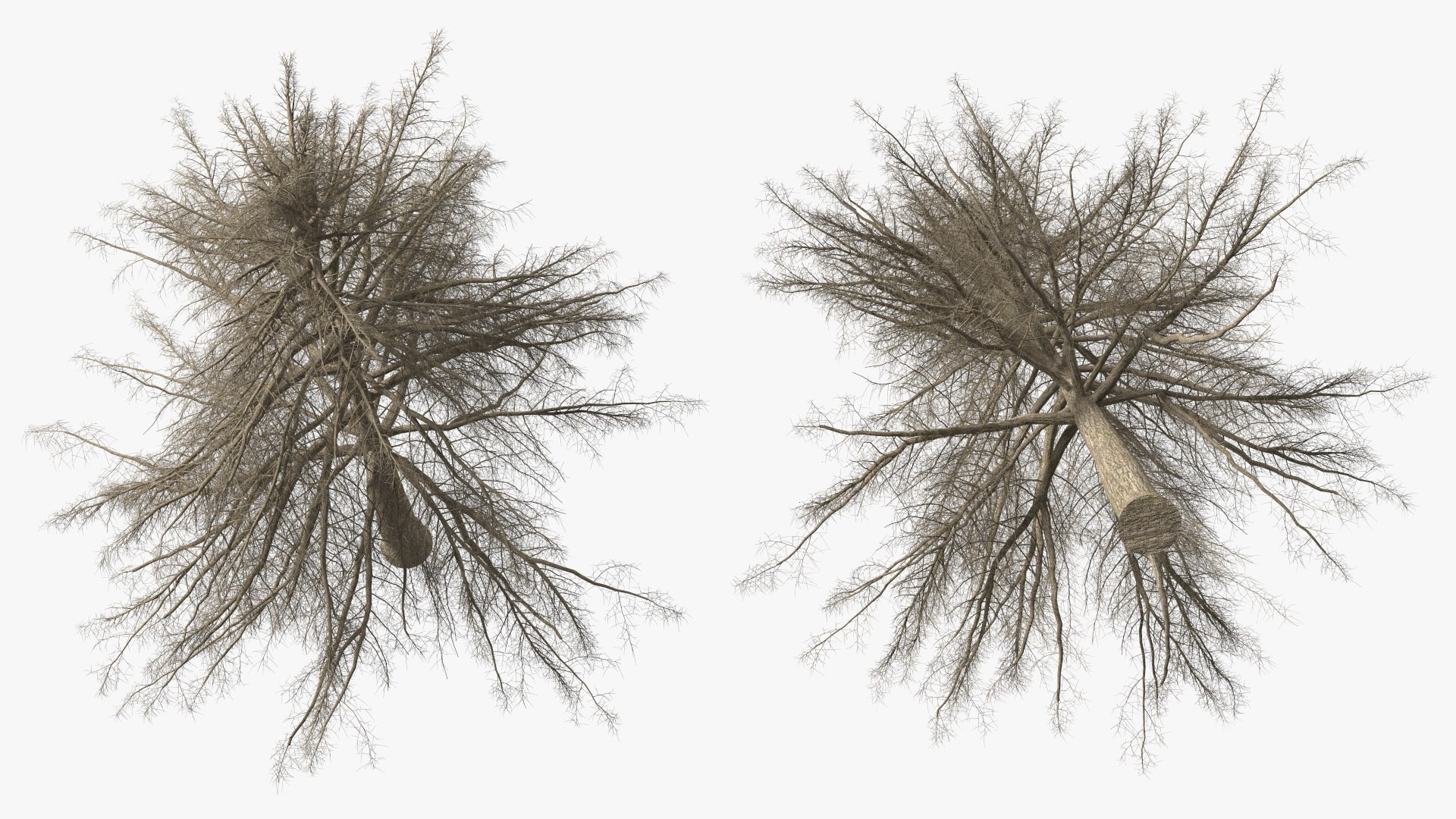 3D Cedrus Libani Trunk https://p.turbosquid.com/ts-thumb/uJ/hLHtr4/Zj/cedruslibanitrunkc4dmodel010/jpg/1631686665/1920x1080/fit_q87/2a04494db3b83dbac9e1ffd1c8762a4620586c9c/cedruslibanitrunkc4dmodel010.jpg