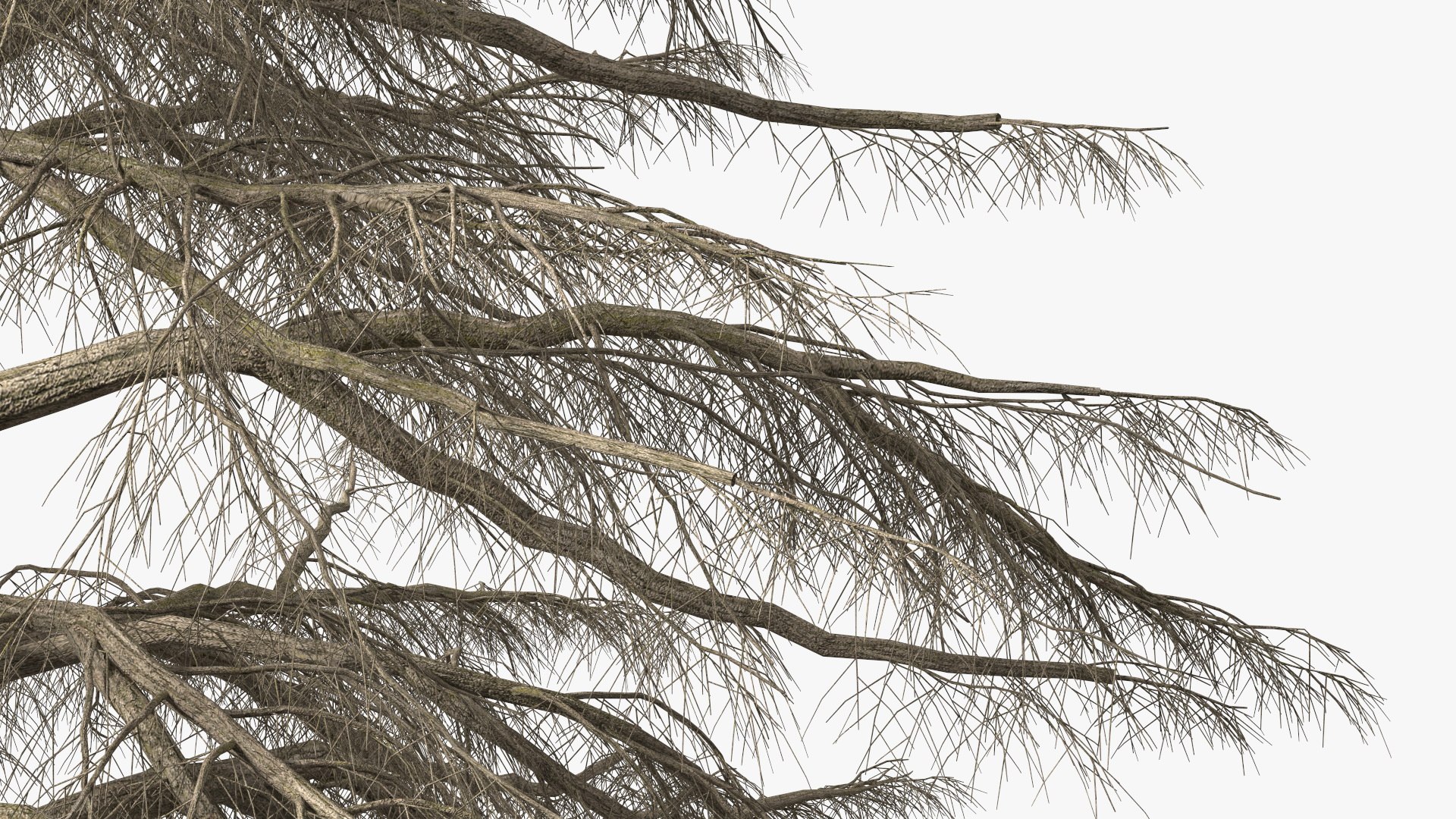 3D Cedrus Libani Trunk https://p.turbosquid.com/ts-thumb/uJ/hLHtr4/dx/cedruslibanitrunkc4dmodel015/jpg/1631686682/1920x1080/fit_q87/639e70dd3dd67a3285ec9636a5c47aaa762b7fdc/cedruslibanitrunkc4dmodel015.jpg