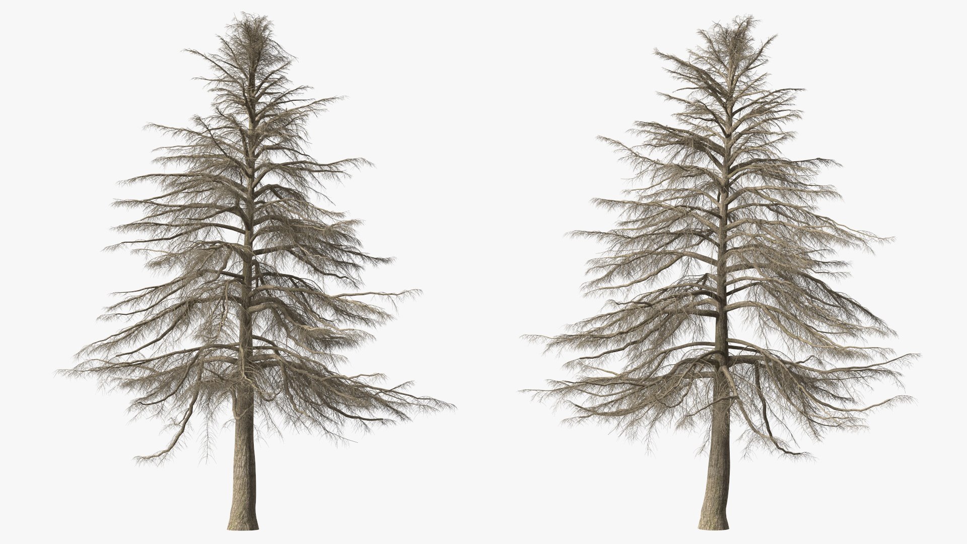 3D Cedrus Libani Trunk https://p.turbosquid.com/ts-thumb/uJ/hLHtr4/fF/cedruslibanitrunkc4dmodel009/jpg/1631686662/1920x1080/fit_q87/4b37275666be0452d110d0d718a609573ee79512/cedruslibanitrunkc4dmodel009.jpg