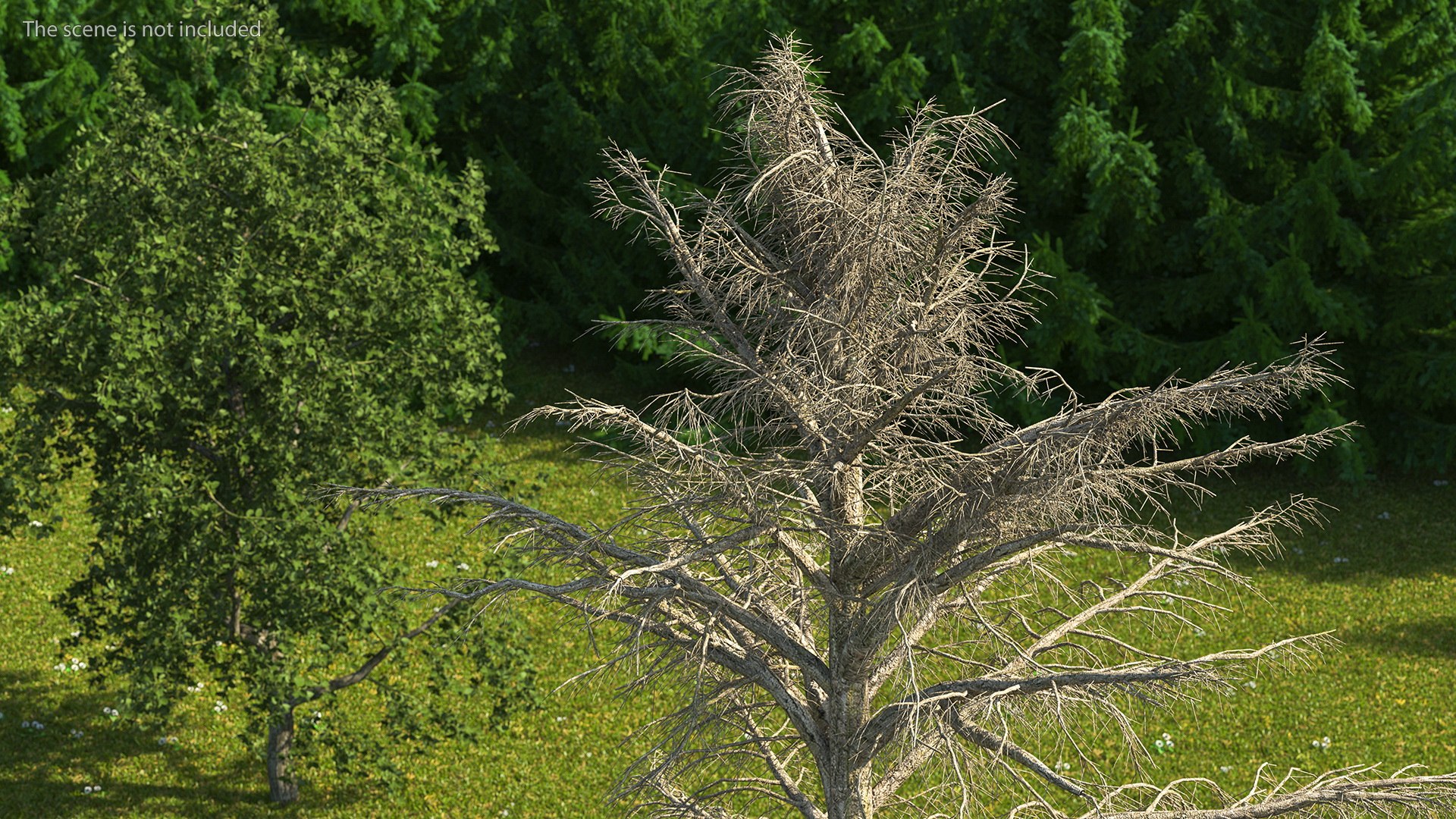 3D Cedrus Libani Trunk https://p.turbosquid.com/ts-thumb/uJ/hLHtr4/ih/cedruslibanitrunkc4dmodel004/jpg/1631686637/1920x1080/fit_q87/97a6cf831aad17cbe07bc50faae92d92045739f7/cedruslibanitrunkc4dmodel004.jpg