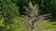 Cedrus Libani Trunk