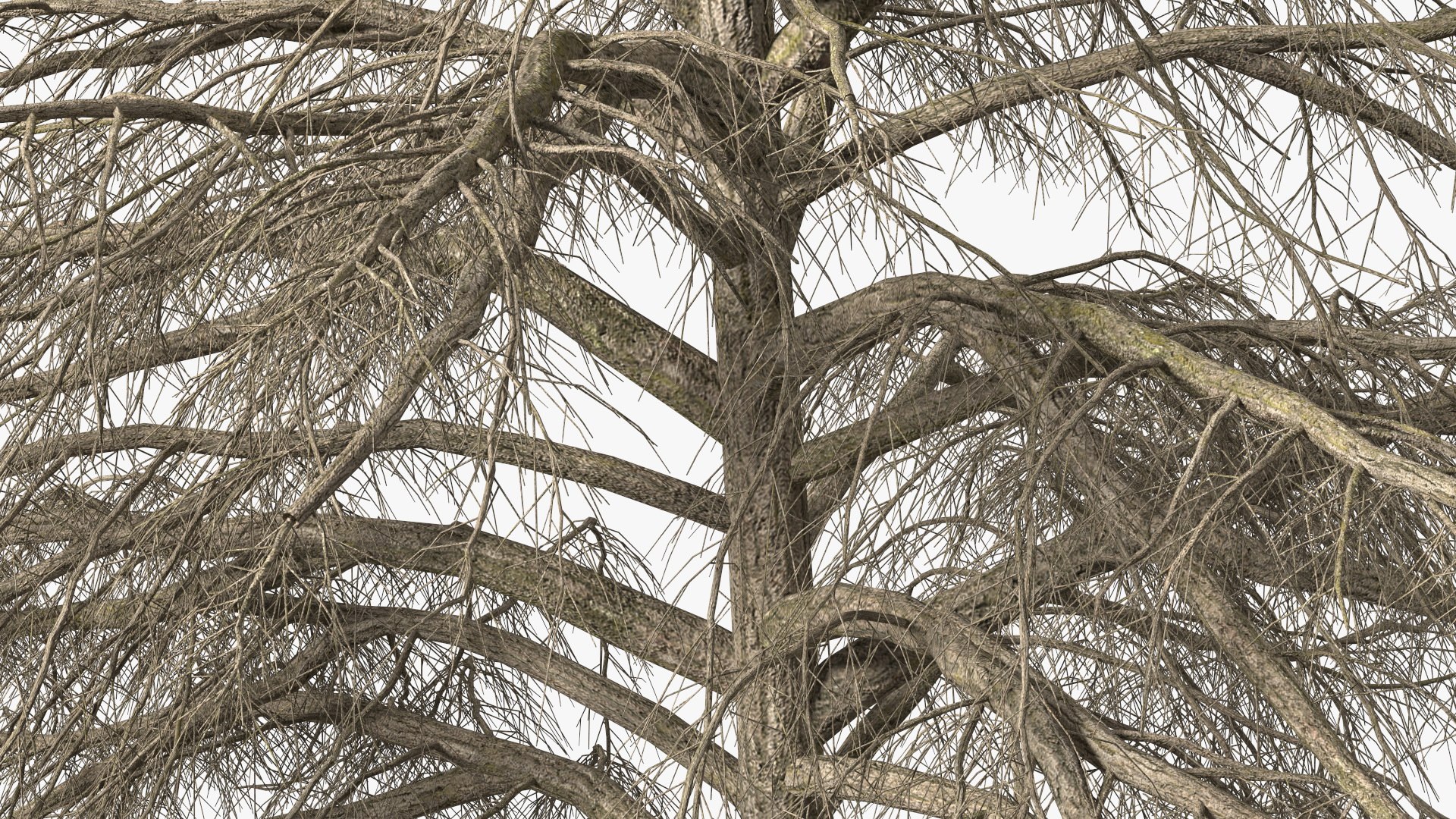 3D Cedrus Libani Trunk https://p.turbosquid.com/ts-thumb/uJ/hLHtr4/pK/cedruslibanitrunkc4dmodel013/jpg/1631686676/1920x1080/fit_q87/5839305b629680d848f5b27bedb322eee4706762/cedruslibanitrunkc4dmodel013.jpg