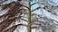 Cedrus Libani Trunk