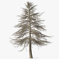 Cedrus Libani Trunk