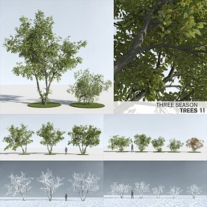 trees 11 model