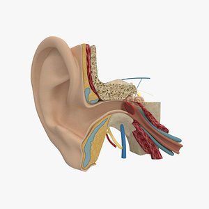 3d model human ear anatomy