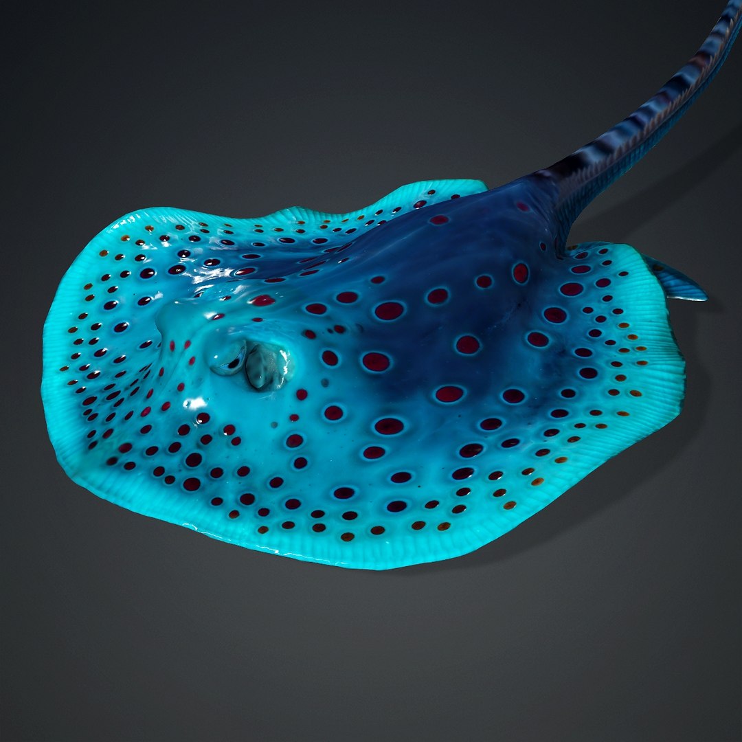 3D Ray Fish-A1 - TurboSquid 2477630