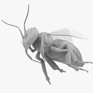Honey Bee