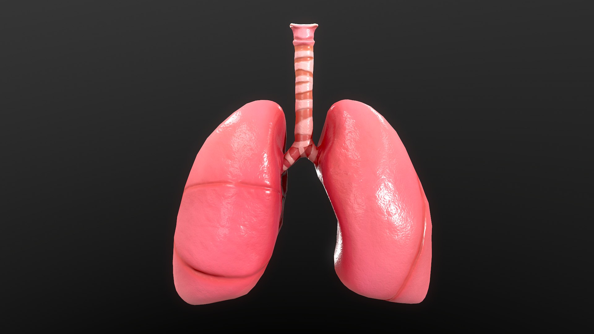 Anatomy Organ Lungs 3D Model - TurboSquid 1528728