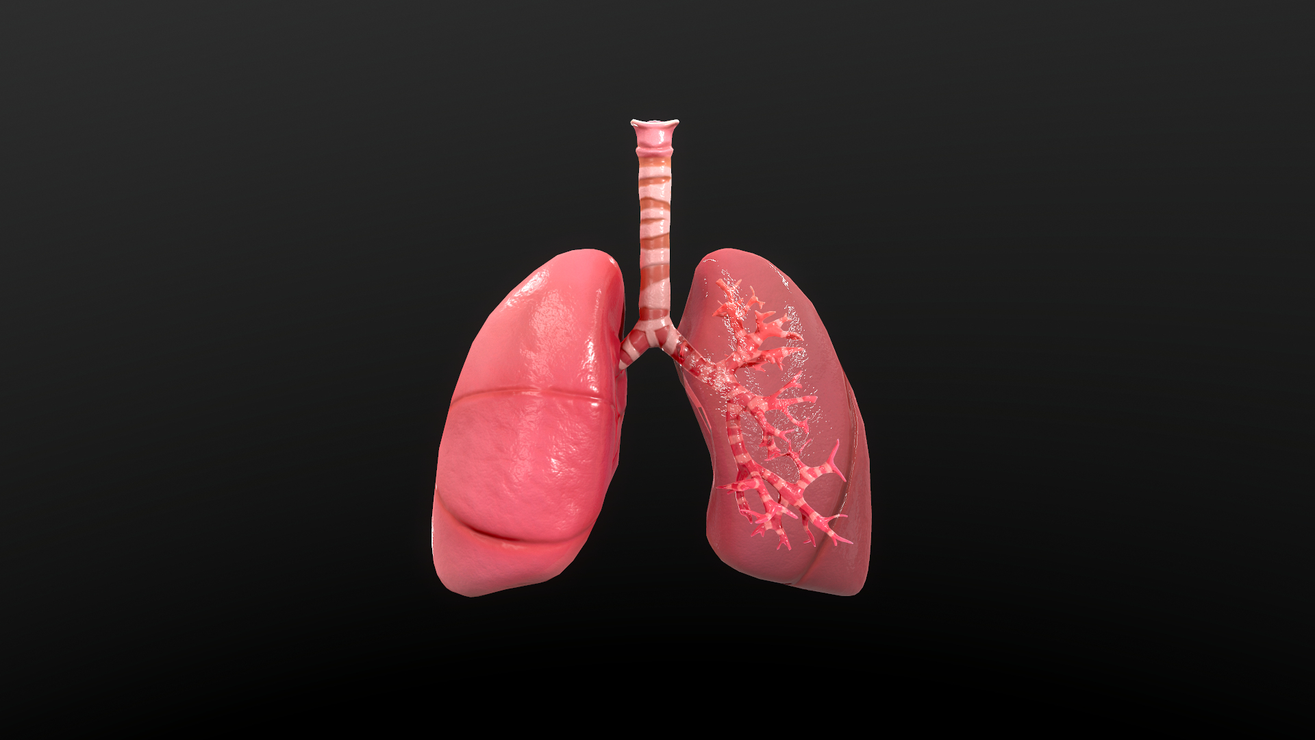 Anatomy Organ Lungs 3D Model - TurboSquid 1528728