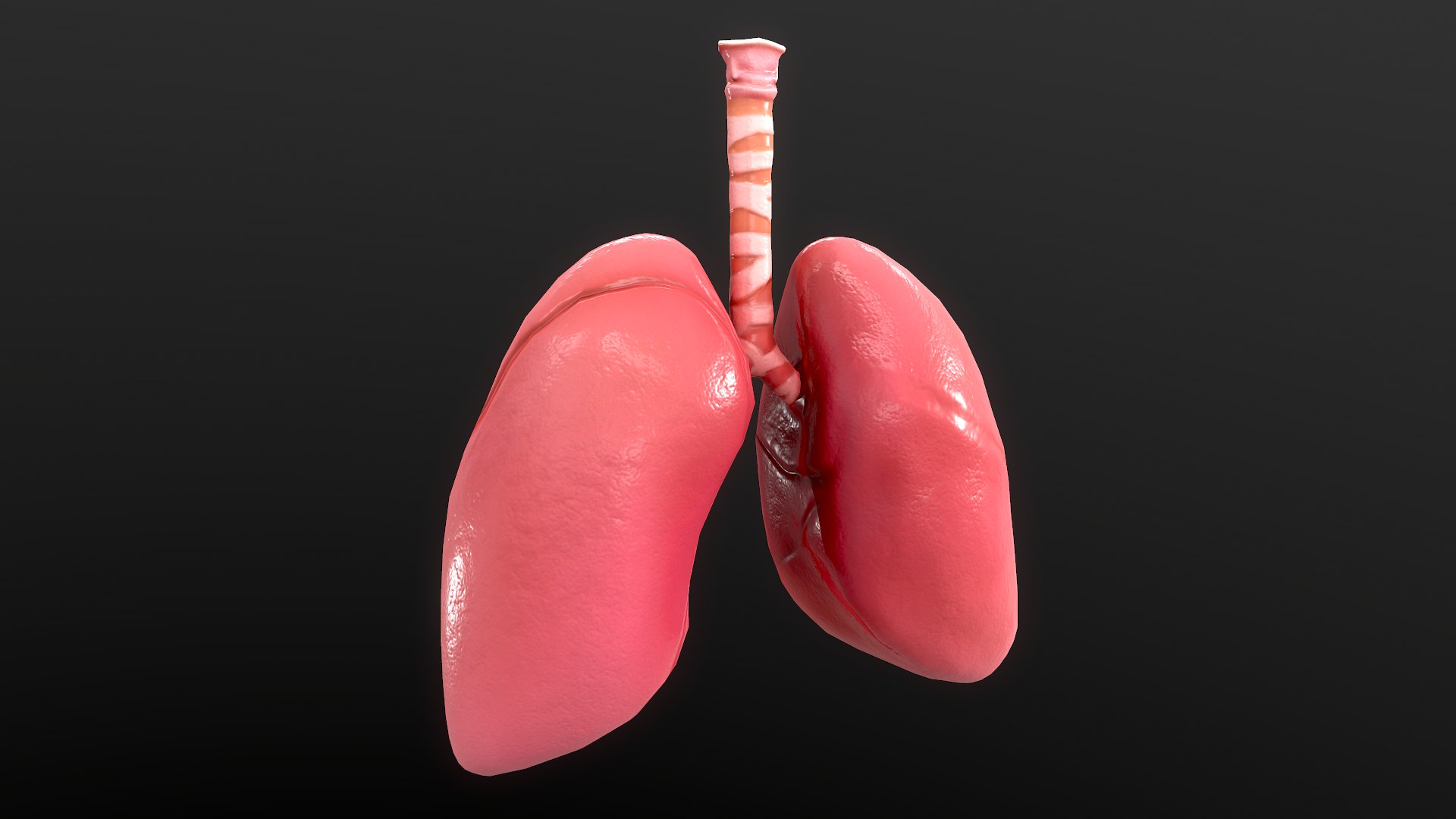 Anatomy Organ Lungs 3D Model - TurboSquid 1528728