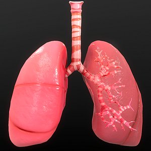 anatomy organ lungs 3D model