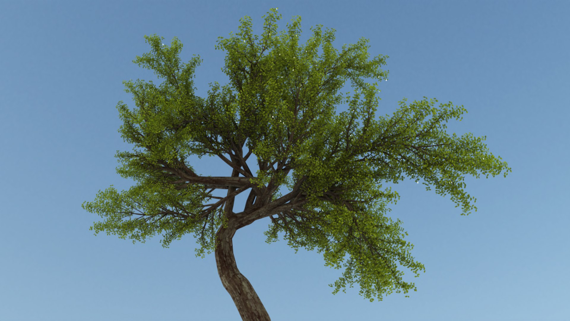 long tree 3D model https://p.turbosquid.com/ts-thumb/uJ/zhW4zX/WmH96FrO/200000/png/1598504749/1920x1080/fit_q87/87eedd9672562d383d03cb17b42a0caa5a2e9d9a/200000.jpg