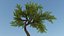 Long Tree