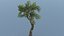 Long Tree