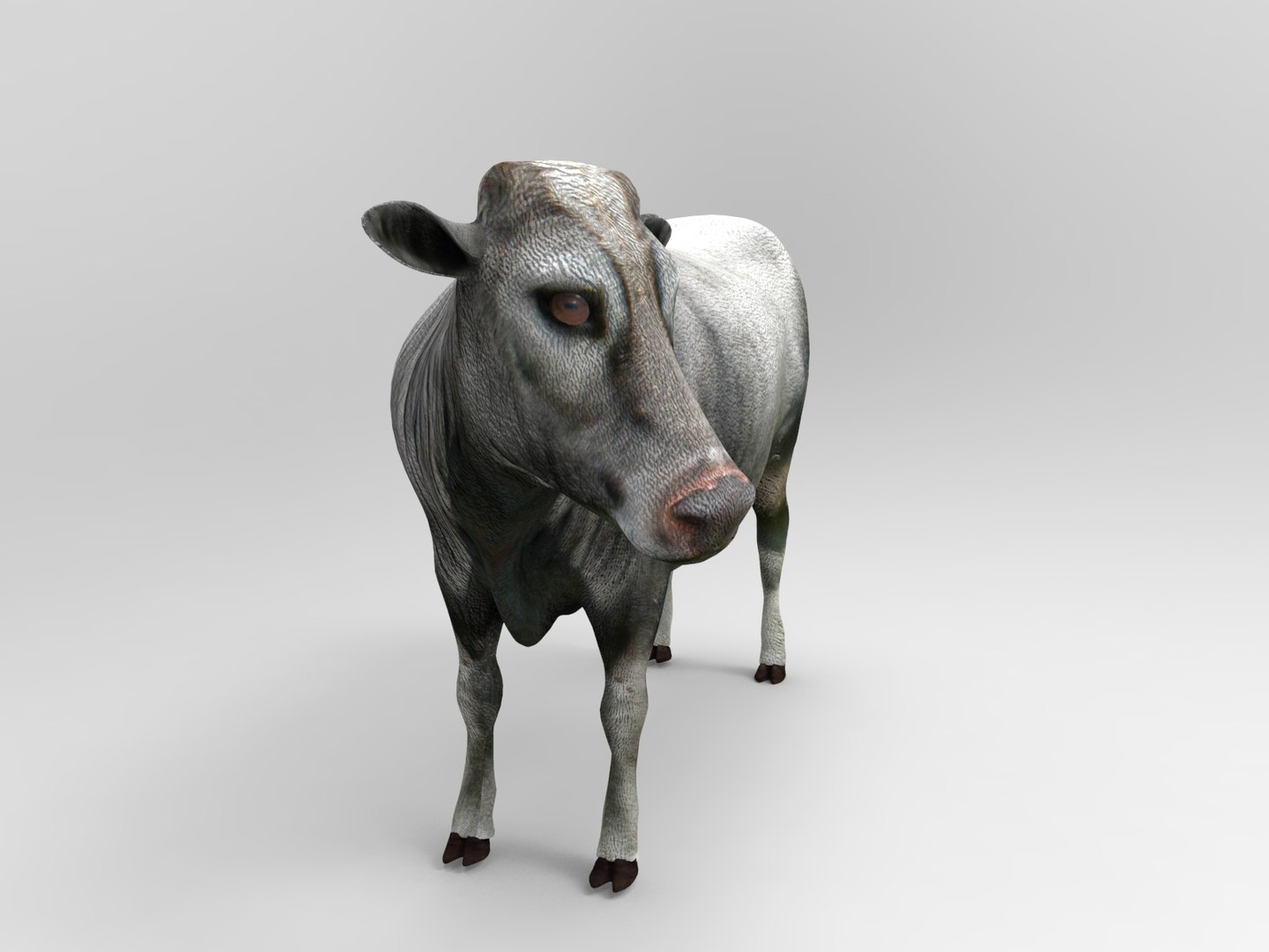 3D Cow Rigged Model - TurboSquid 1199586