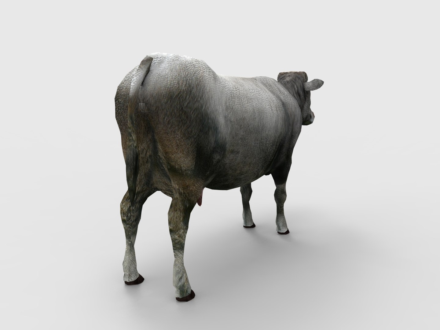 3D Cow Rigged Model - TurboSquid 1199586