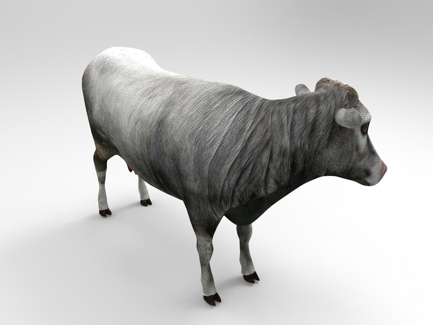 3D Cow Rigged Model - TurboSquid 1199586