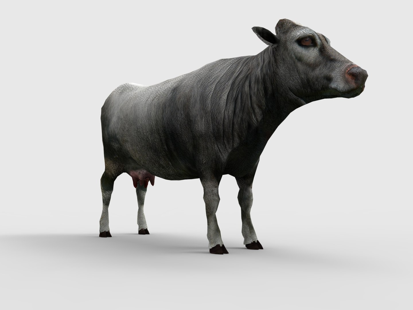 3D Cow Rigged Model - TurboSquid 1199586