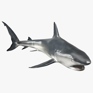 Caribbean Reef Shark Swimming model