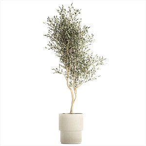 3D Beautiful Olive tree in a flower pot for decoration 1249