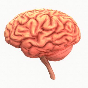 human brain model