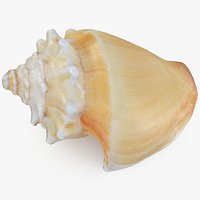 Strombus Alatus