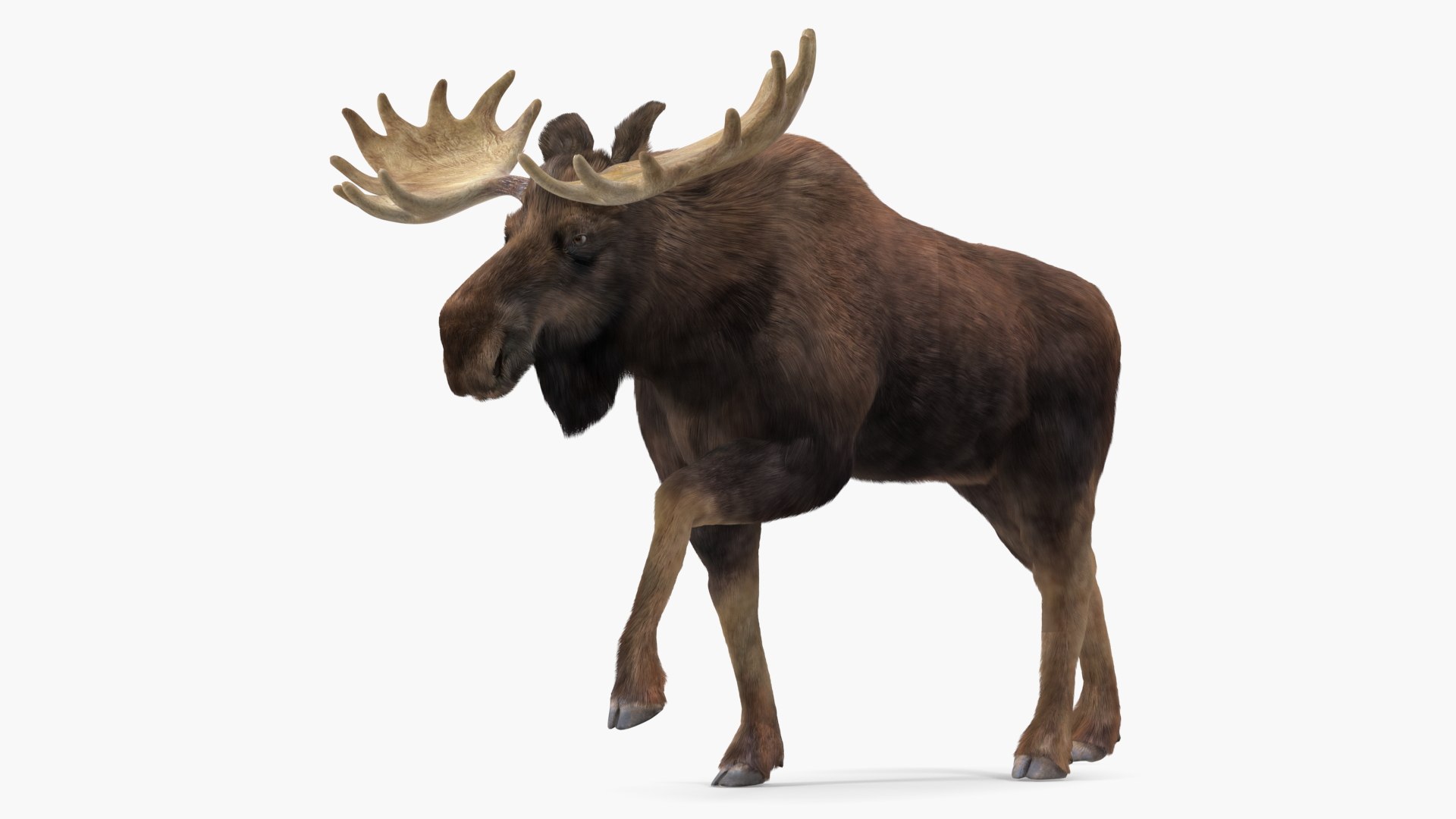 Moose Fur Rigged 3D model preview