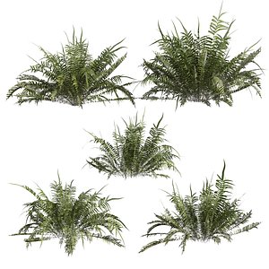 plant vol 861 - shurb - ferns 3D model