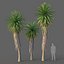 Yucca Set