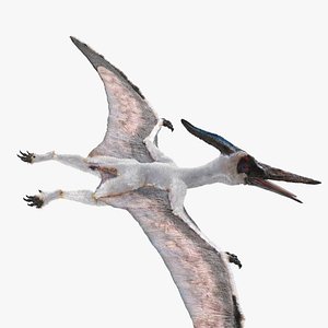 Pterosaur Pteranodon White Rigged with Fur 3D Model