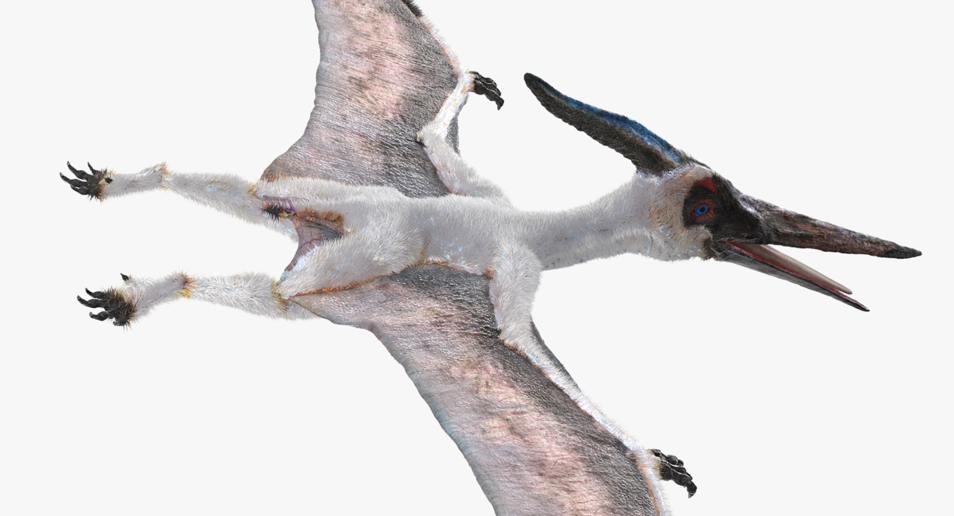 Pterosaur Pteranodon White Rigged with Fur 3D Model 3D model preview