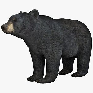 black bear max