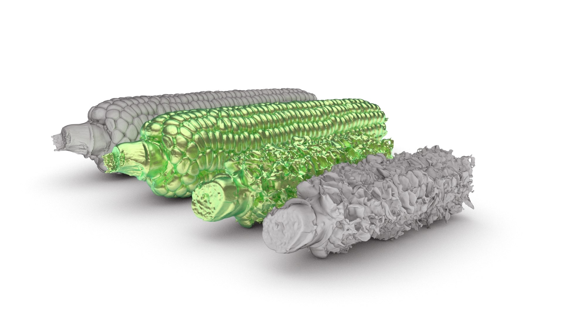 Boiled Corn Cob and Fully Eaten Corn Cob 3d scan model https://p.turbosquid.com/ts-thumb/uL/4StvFT/fc/032boiledcorn_0003/jpg/1753022370/1920x1080/fit_q87/2329e43ae78765989046cdebf7e40e4d048f8e31/032boiledcorn_0003.jpg