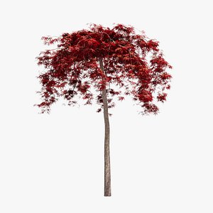 3D model Japanese Maple Dissectum on stamm - Acer Japonicum Dissectum