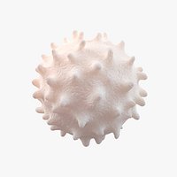 White Blood Cell