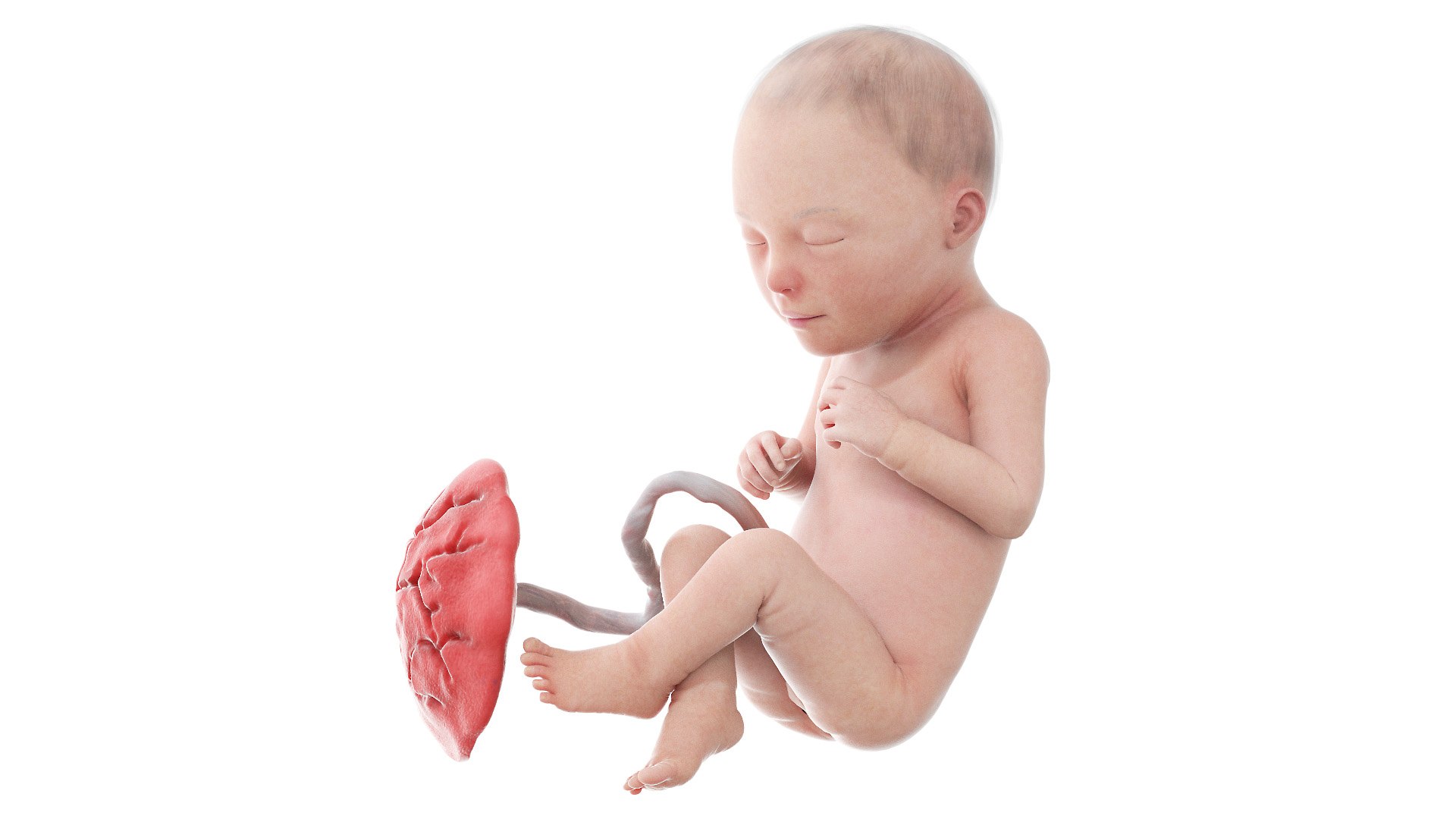 3D model Fetus Week 30 Animated https://p.turbosquid.com/ts-thumb/uL/N26olJ/9t/fetus_week30f0000/jpg/1633287074/1920x1080/fit_q87/9a1150e18442c40c08894b94e6e85dd493db89f2/fetus_week30f0000.jpg