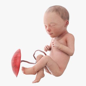 3D model Fetus Week 30 Animated