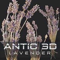 Lavandula or Lavender bunches of dry herbs