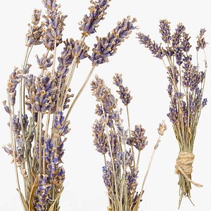 3D Lavandula or Lavender bunches of dry herbs model