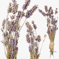 Lavandula or Lavender bunches of dry herbs