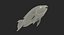 3D model fishes 5